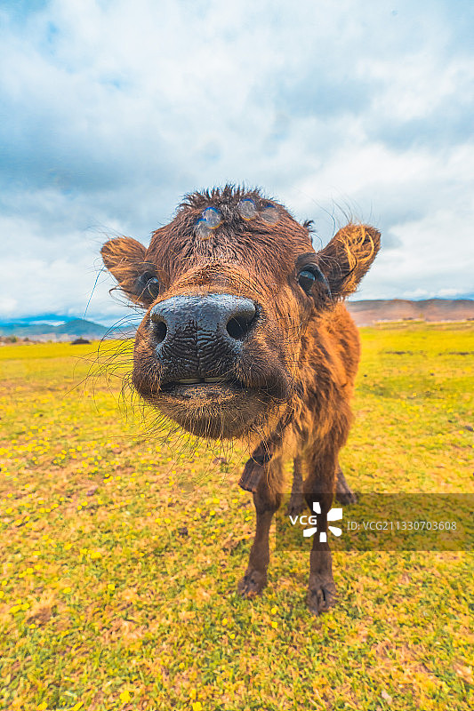 高原小牛图片素材