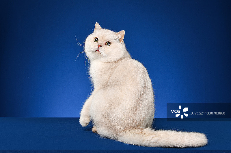 英国短毛猫图片素材