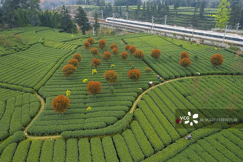 和谐茶曲图片素材