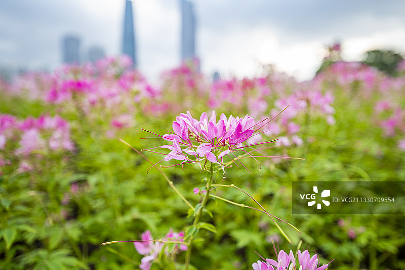 公园里盛开的醉蝶花图片素材