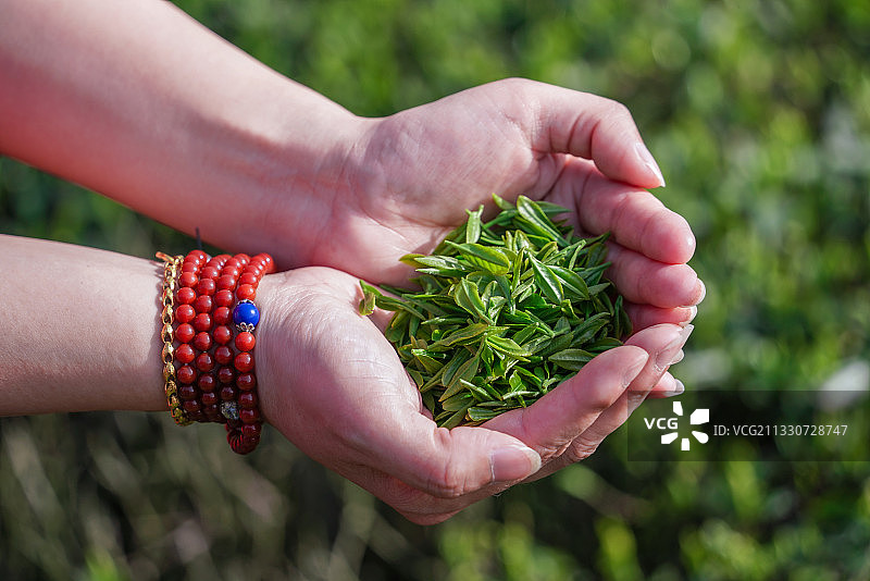 清明节前摘新茶图片素材