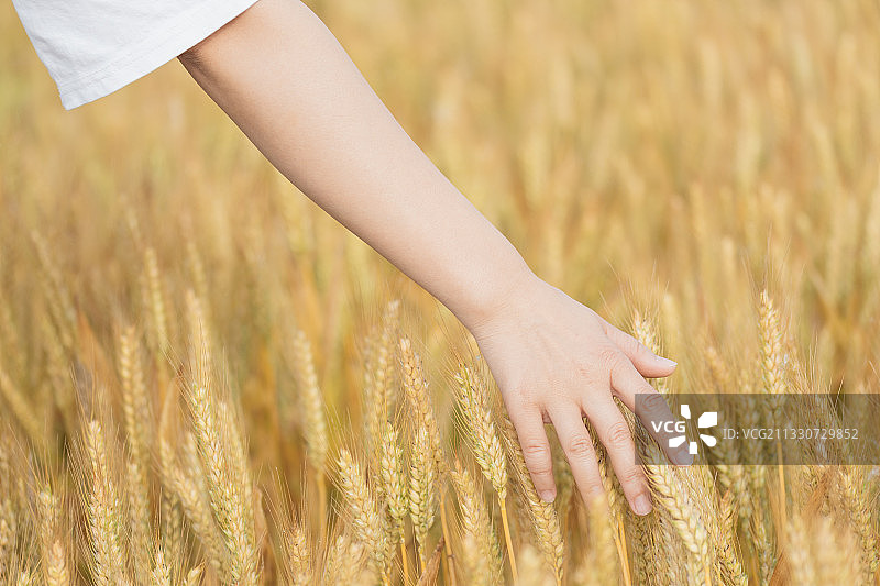 年轻女性的手抚摸金色的小麦图片素材