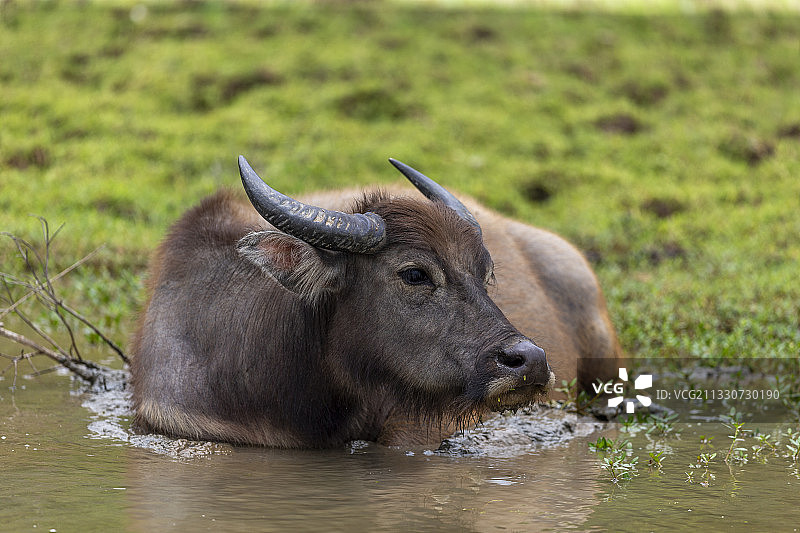 和谐共生，牛背鹭围绕在水牛周边啄食被惊扰出来的昆虫等小动物图片素材