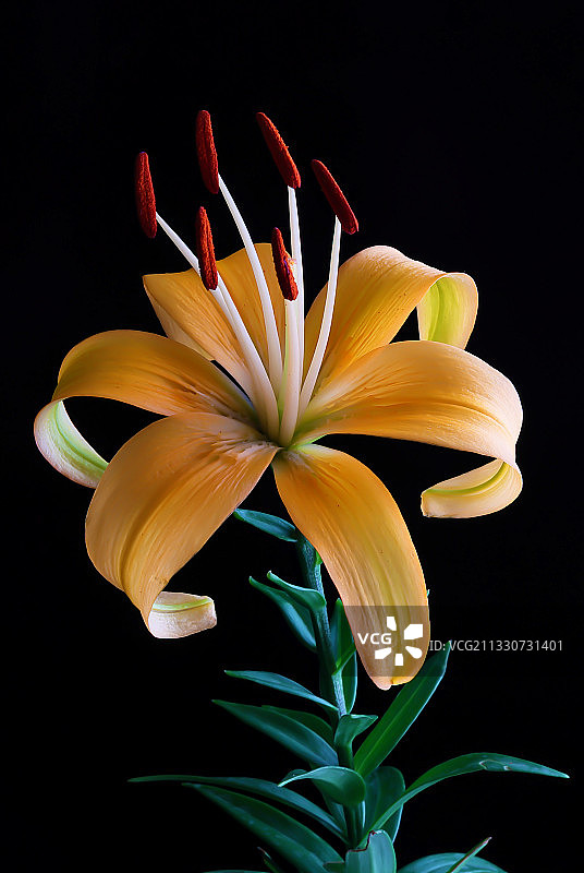 百合花图片素材