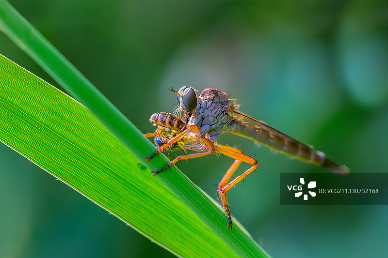 牛虻的大餐图片素材
