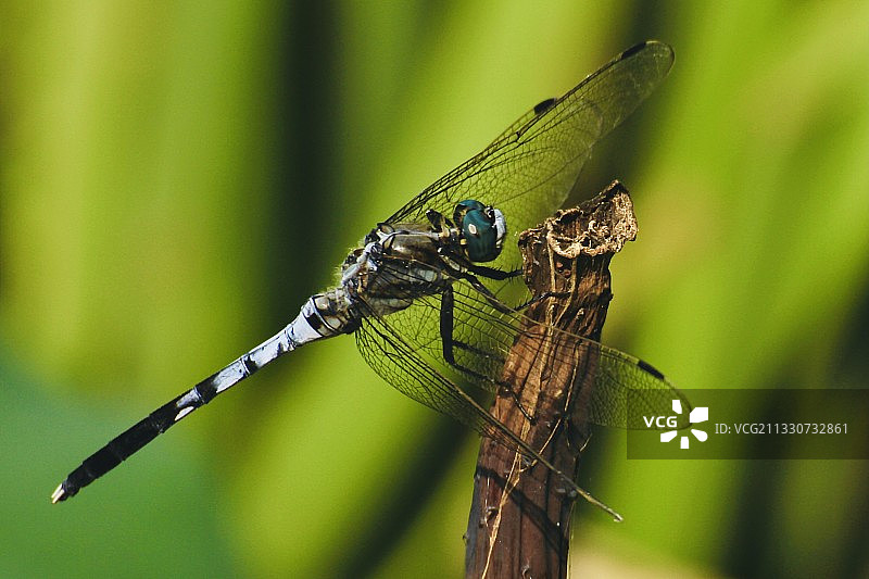 蜻蜓恋残荷图片素材