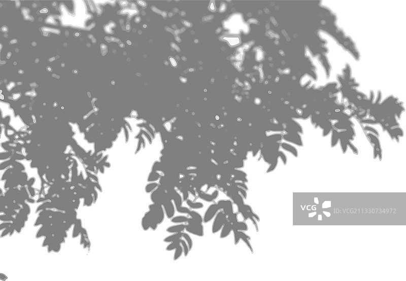 来自花楸树枝的自然光投射阴影图片素材