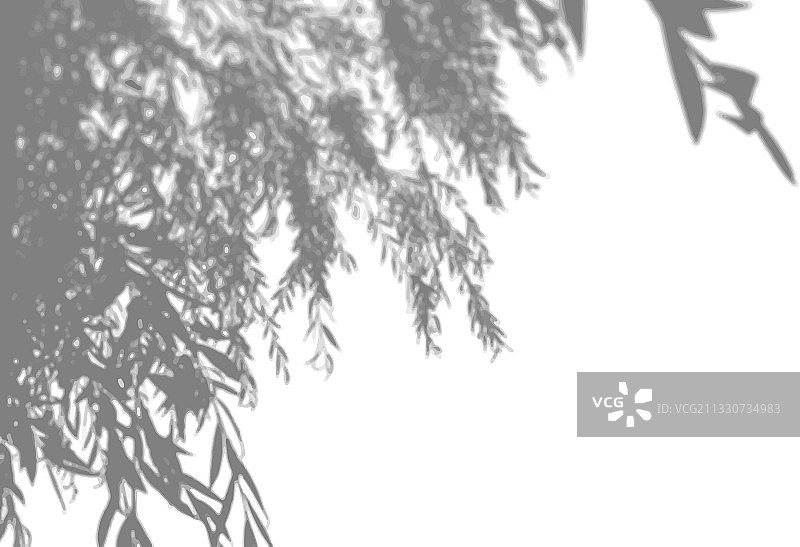 自然光从柳树枝上投下阴影图片素材