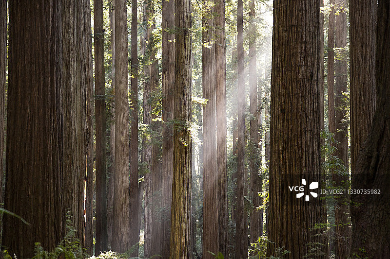 加州北部红杉州立和国家公园的巨型红杉树图片素材