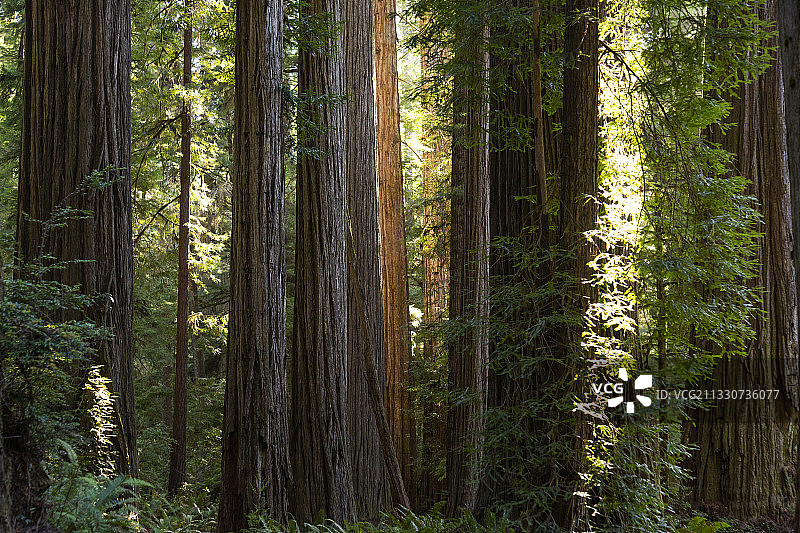 加州北部红杉州立和国家公园的巨型红杉树图片素材