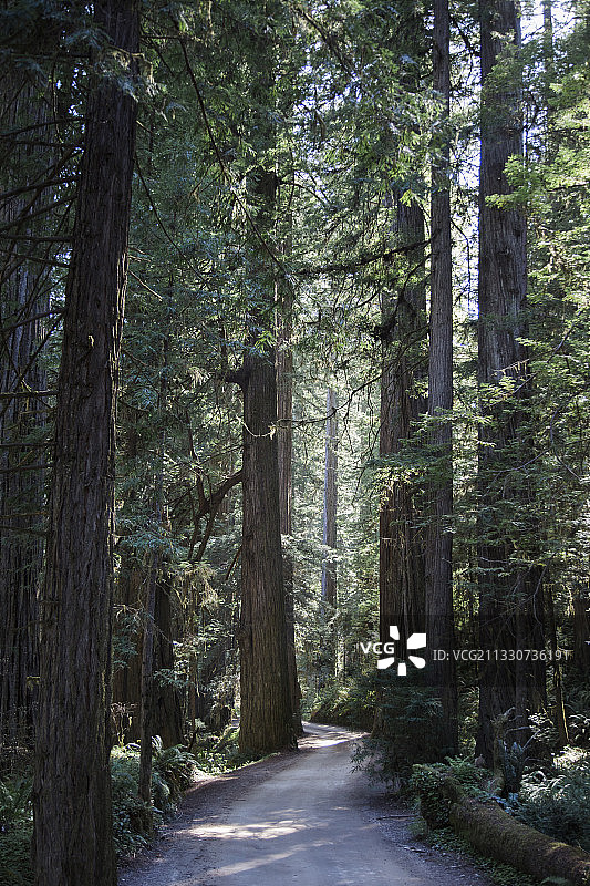 加州红杉国家公园内的道路图片素材