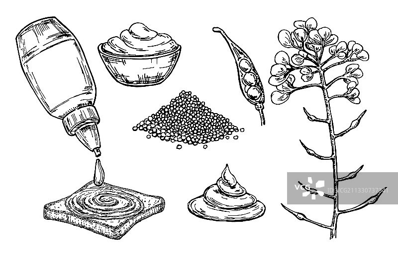 手绘碗装芥末酱图片素材