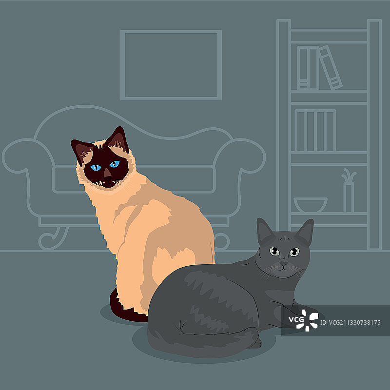 缅甸猫和灰猫的彩色设计图片素材