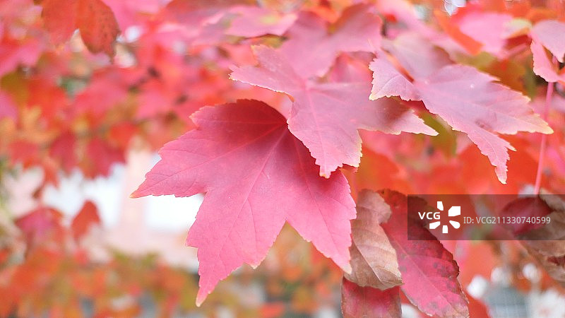 文华学院 枫叶图片素材