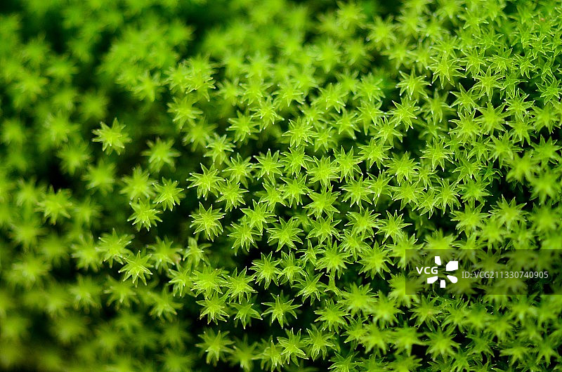 植物的全帧照片图片素材