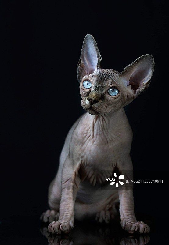 黑色背景下的猫特写图片素材