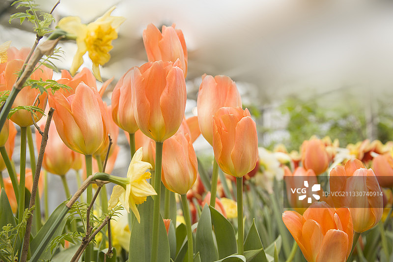 田野中橙色郁金香特写图片素材
