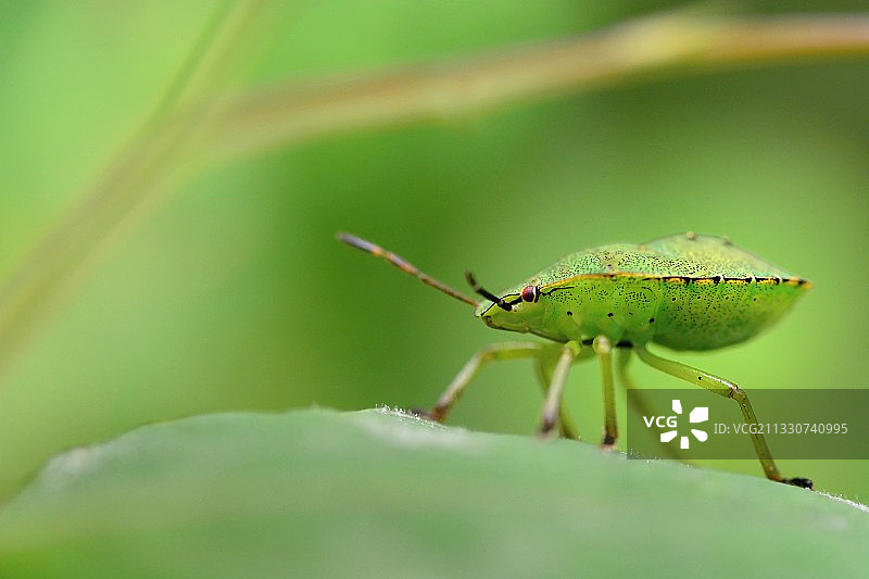 叶子上的昆虫特写图片素材