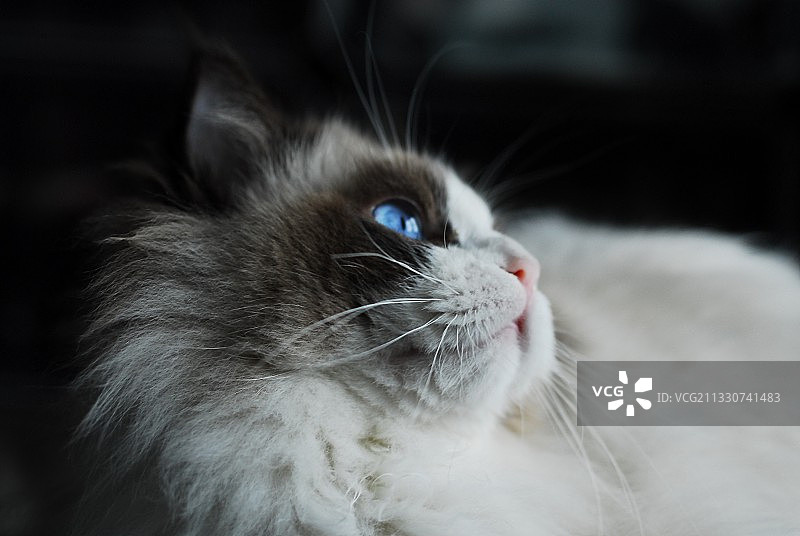 布偶猫的回眸图片素材