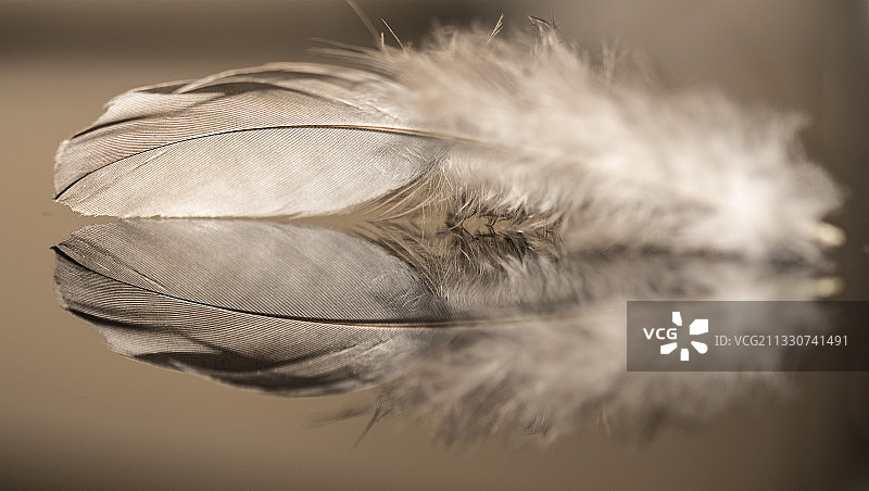 羽毛特写图片素材
