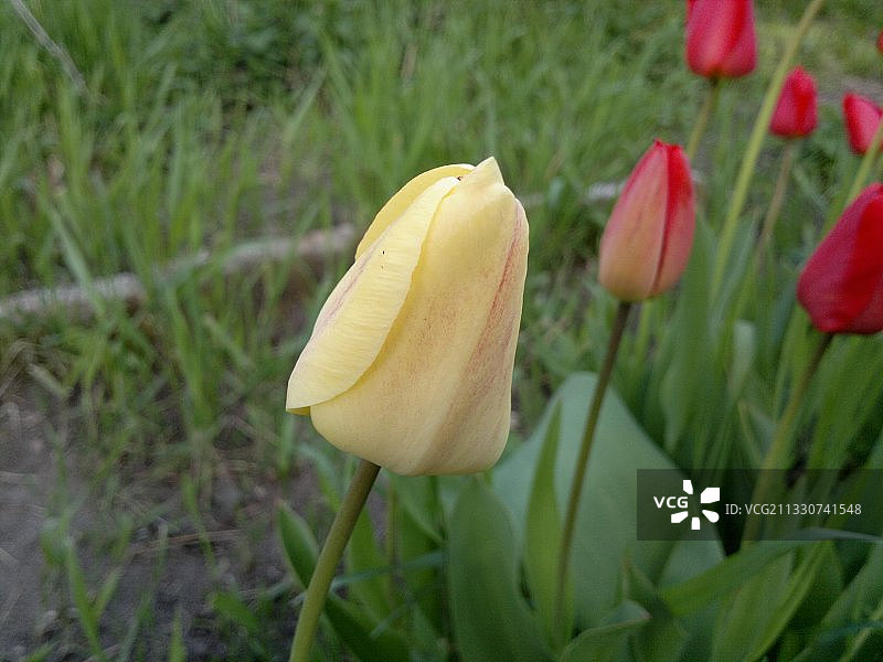 红色郁金香花田特写图片素材