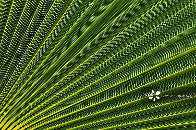 棕榈树叶全画幅照片图片素材