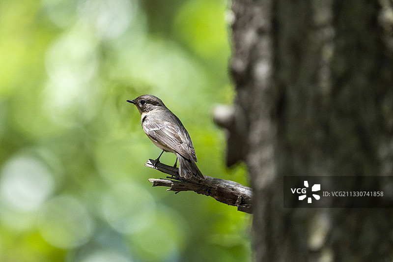 青岛市燕儿岛山公园树林树干上的灰纹鹟图片素材
