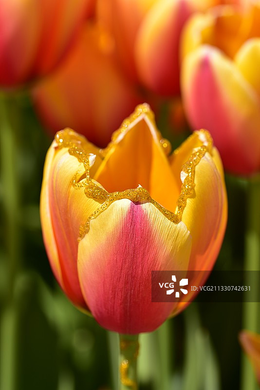 黄色郁金香特写图片素材