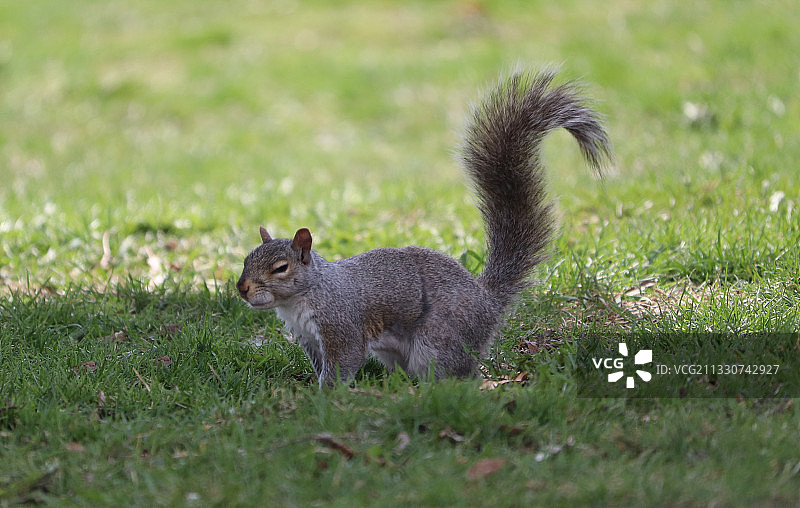 灰色松鼠在草地上特写图片素材