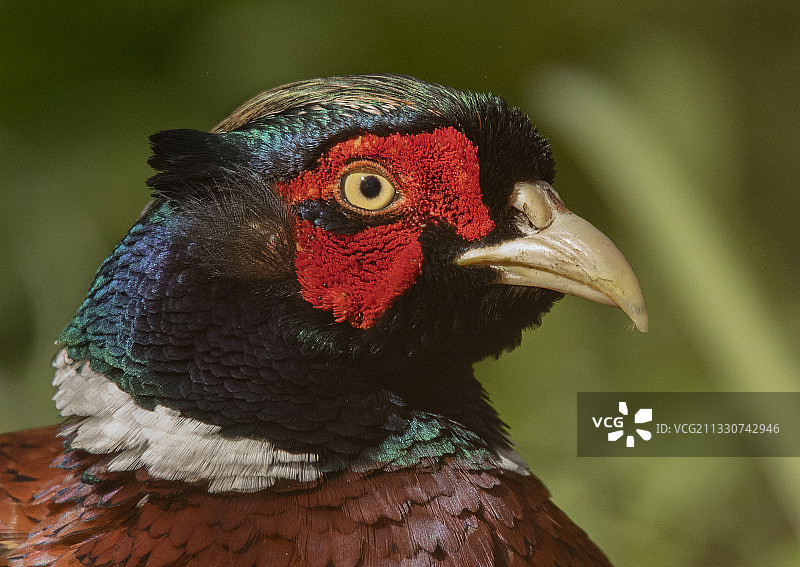 在英国金罗斯户外栖息的野鸡特写图片素材