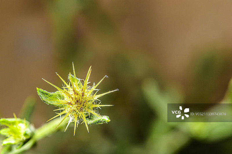 阿尔及利亚比斯克拉省的开花植物特写图片素材