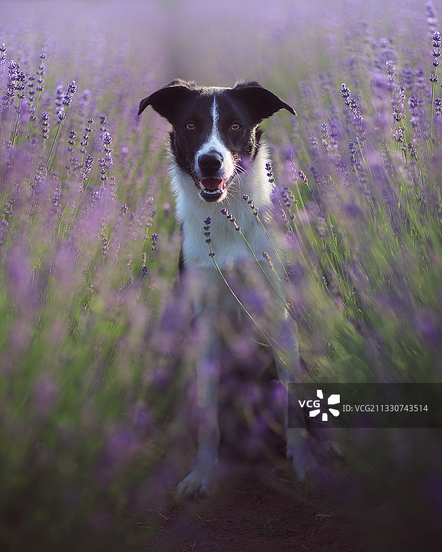 紫色开花植物上的柯利牧羊犬肖像图片素材