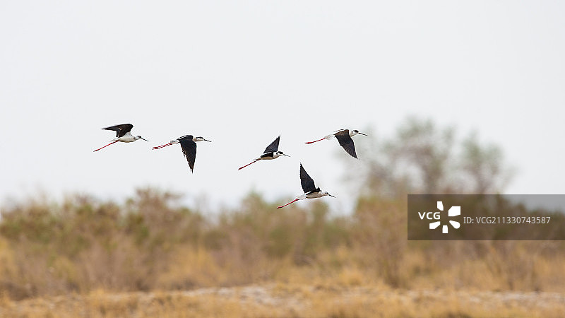 群群黑翅长脚鹬图片素材