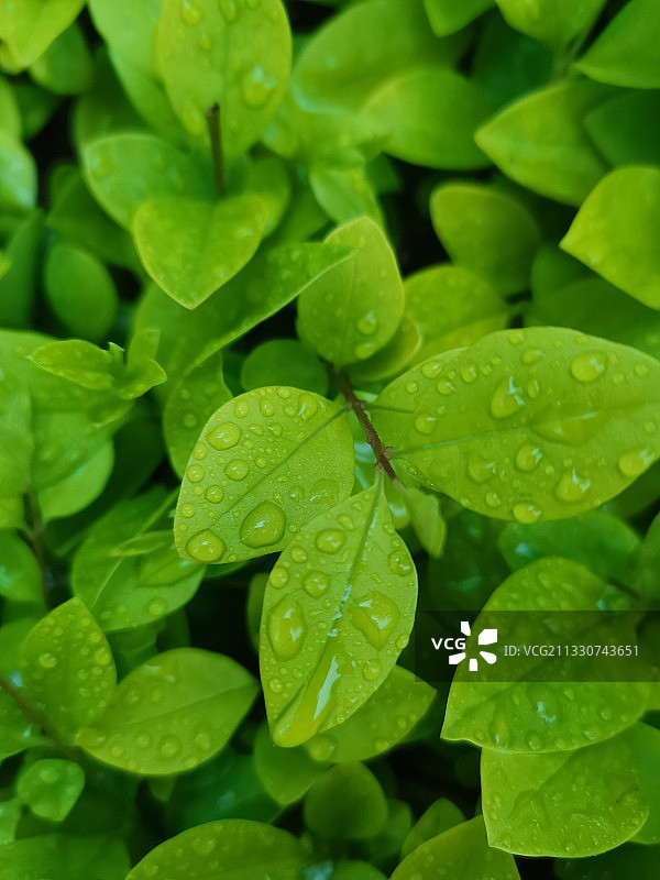 新雨后图片素材