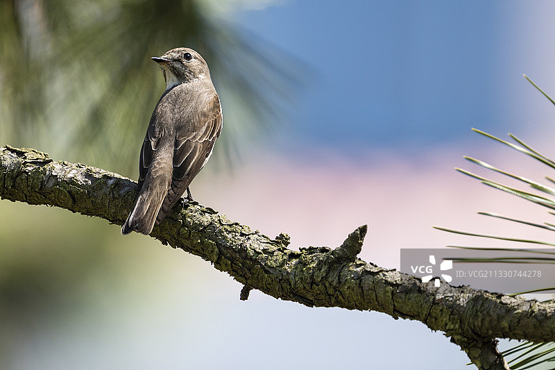 青岛燕儿岛山树林枝头上回眸凝望的灰纹鹟图片素材