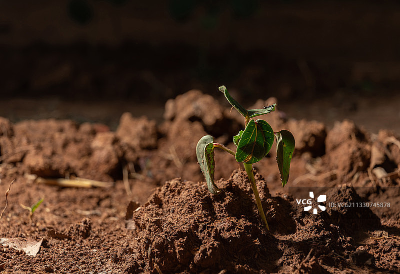 泰国田野植物特写图片素材