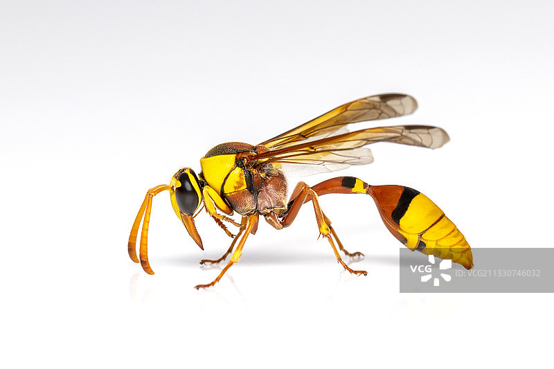 泰国白色背景上的昆虫特写图片素材