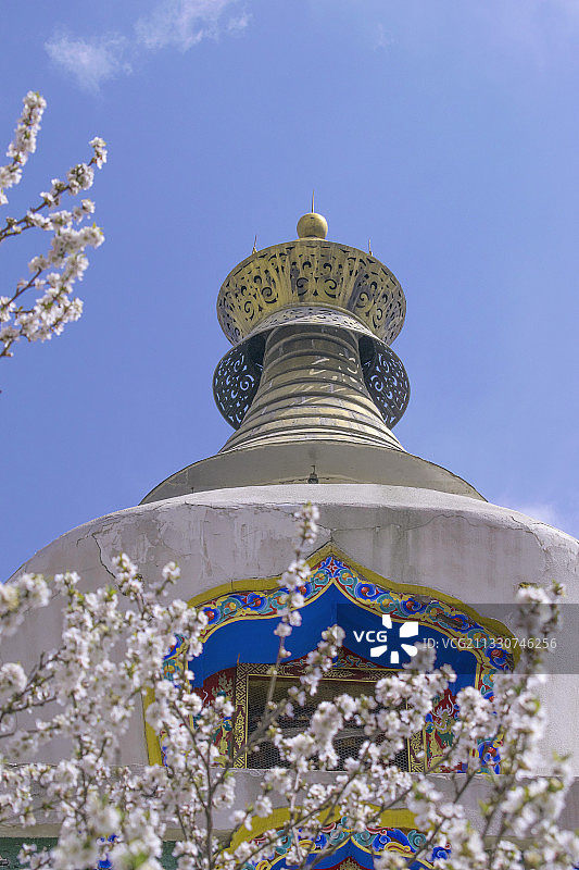 塔尔寺白塔与桃花图片素材