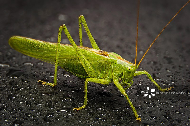 树叶上的蚱蜢特写图片素材