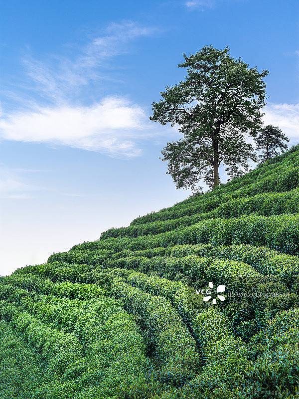 中国浙江省杭州市茶园风光图片素材