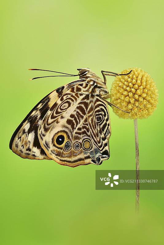 蝴蝶在花上的特写图片素材