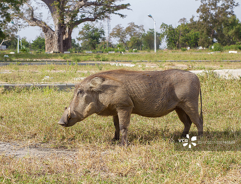 原野上犀牛的侧视图图片素材