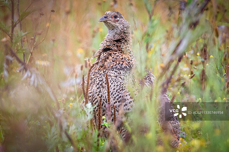 近距离拍摄栖息在树上的猫头鹰图片素材