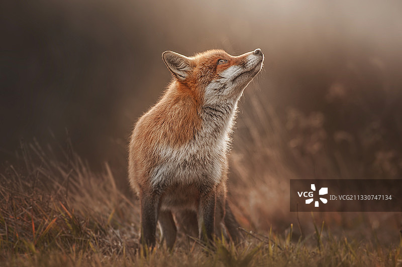 站立在陆地上的豺狼图片素材