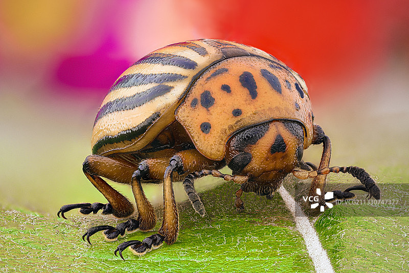 叶子上的昆虫特写图片素材