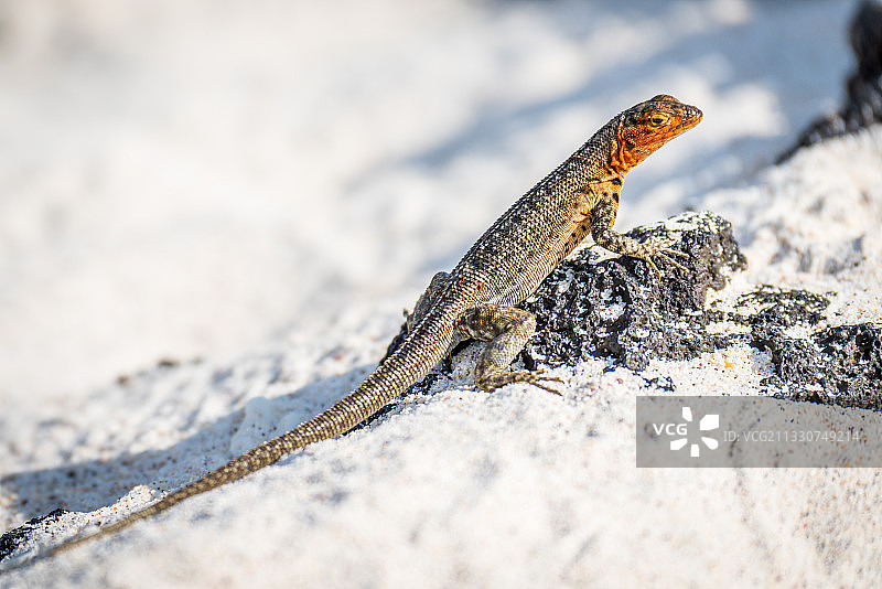 岩石上的蜥蜴特写，厄瓜多尔图片素材