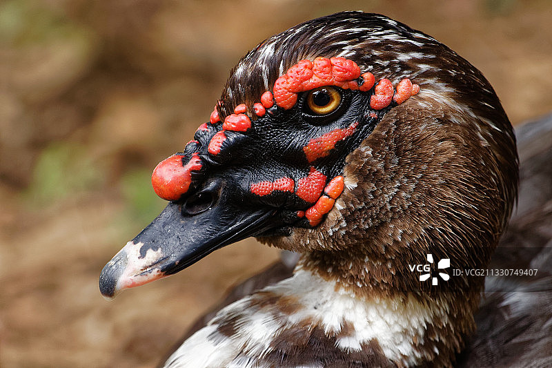 巴西麝香鸭特写肖像图片素材