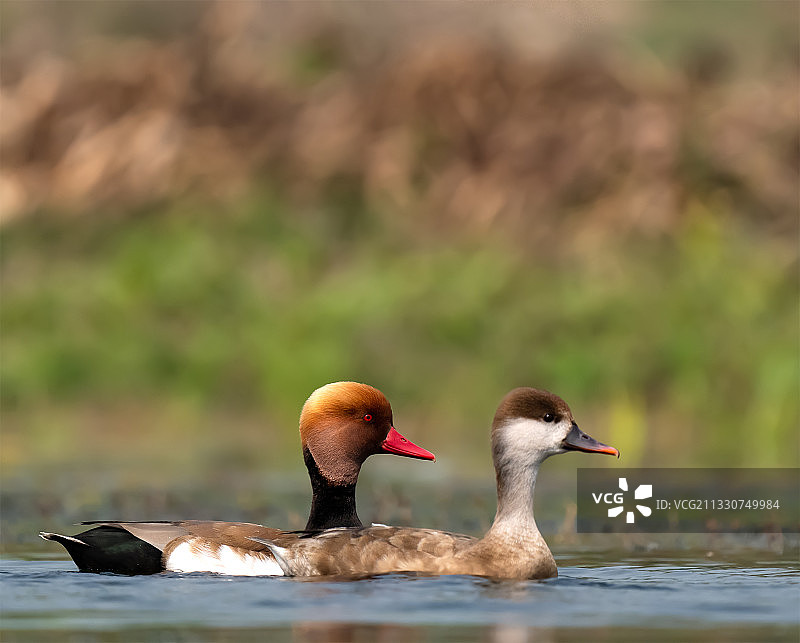 湖中游泳的鸭子特写，普尔巴斯塔利，西孟加拉邦，印度图片素材