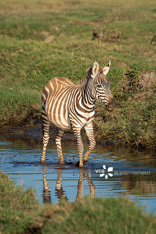 站在坦桑尼亚米加托田野上的草原斑马侧视图图片素材