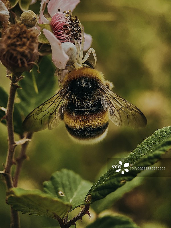 花朵上的蜜蜂，西班牙图片素材